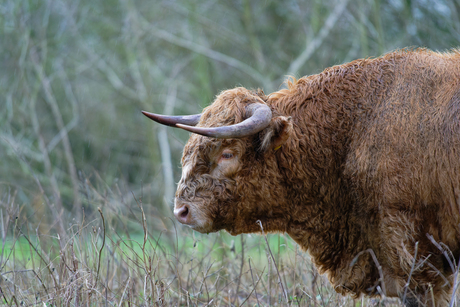 Schotse hooglander in de regen