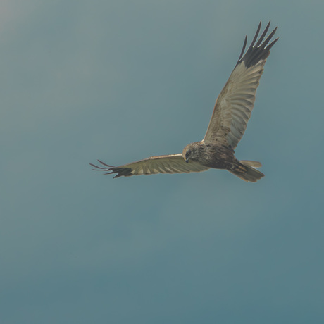 Buizerd