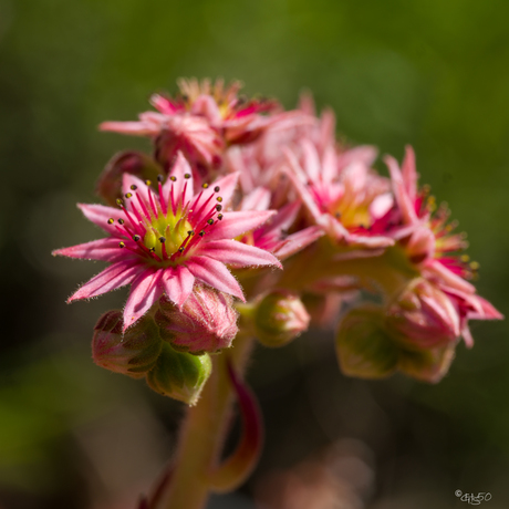 Sempervivum Arachnoideum