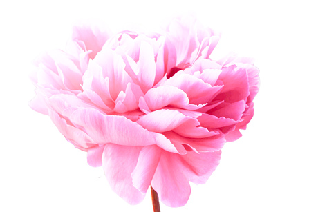 Bloem
