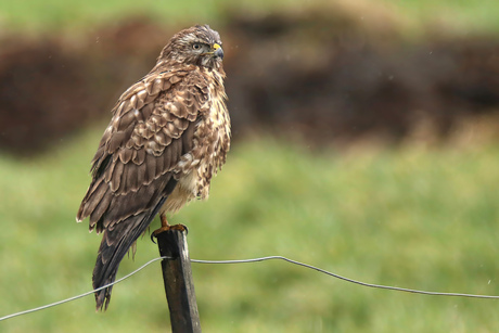 Buizerd