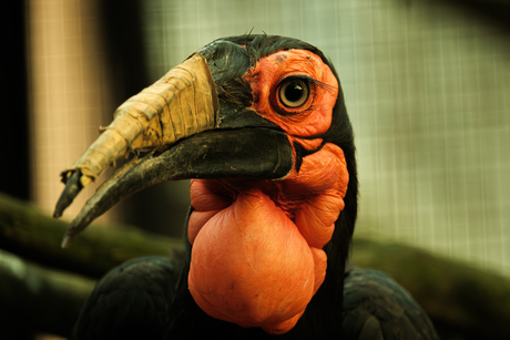 Bucorvus leadbeateri portret