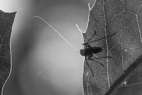 Black 'n White Grasshopper