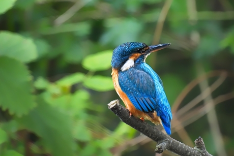 IJsvogel (vrouw)
