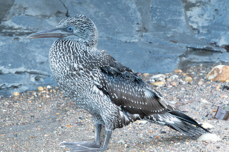 Jan-van- gent op het strand