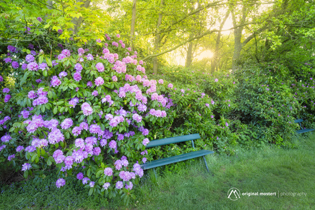 Whispers of the Rhodondendron Grove...