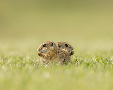 Samen ontbijten