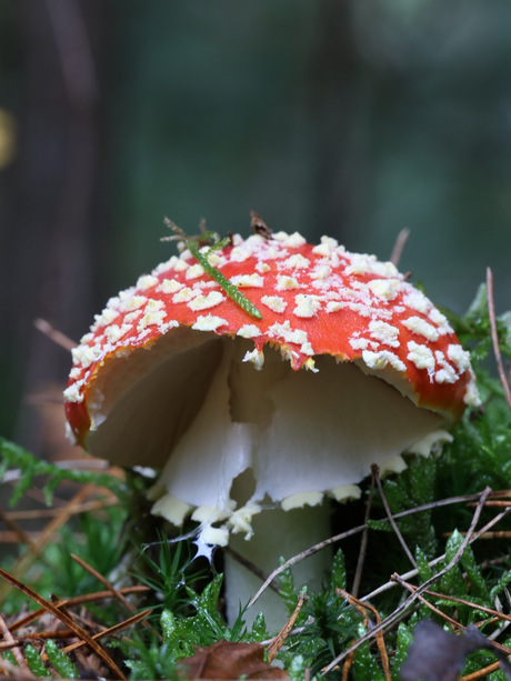 Afgekluifde vliegenzwam