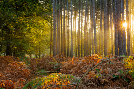 Heidebos