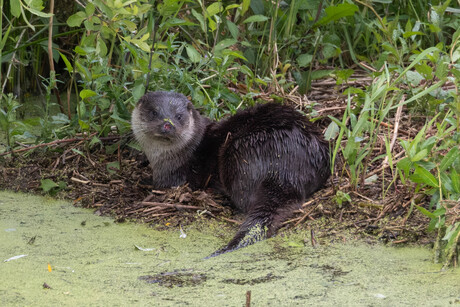 Otter