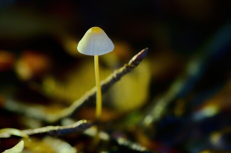 Mycena