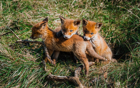 Kleine pootjes, grootse avonturen