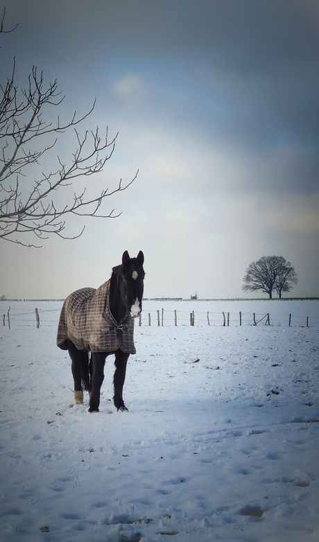 Jasje in de winter koude