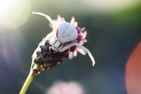 Dreighouding kameleonspin