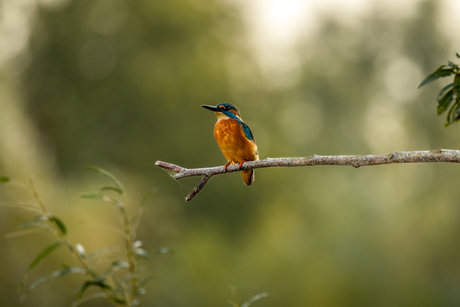 Mannetje ijsvogel