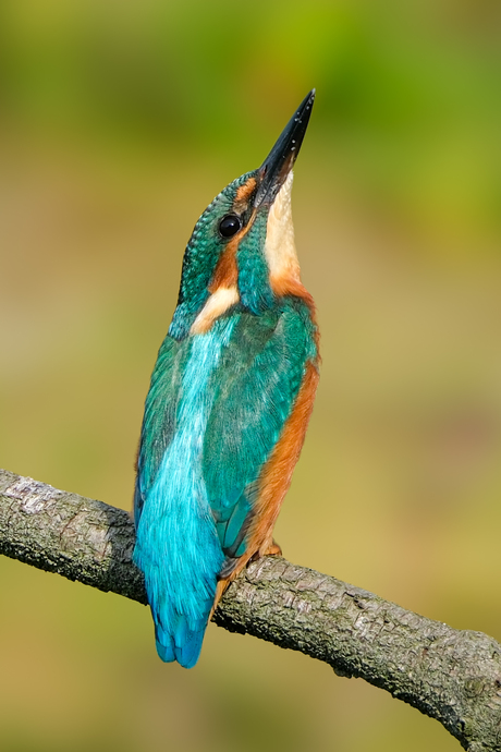 Ijsvogel