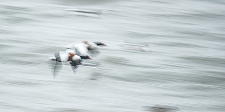 bergeenden in volle vlucht