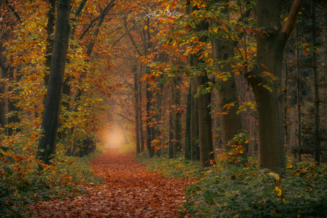 Herfstkleuren