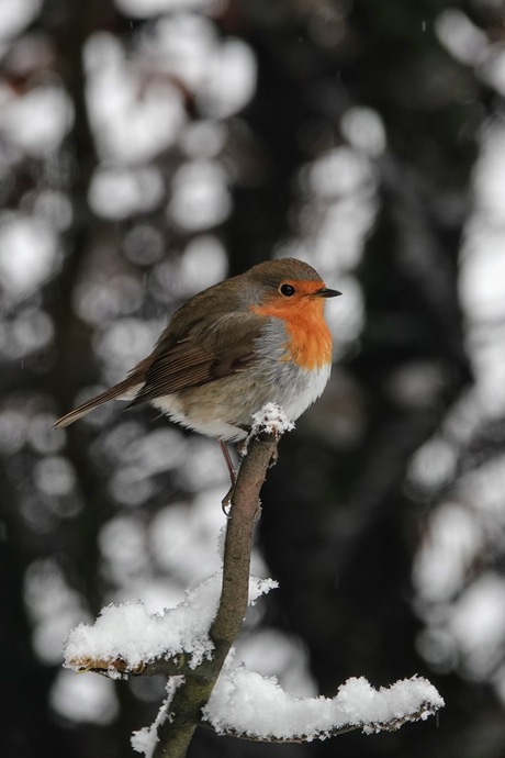 Winter Roodborst 