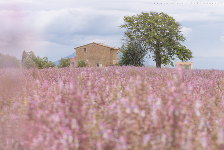 Blurred flower field