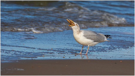 Vandaag Zeester op het menu.