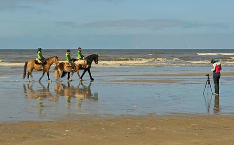 Paarden op het strand trekken de aandacht van de fotograaf