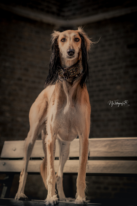 Saluki