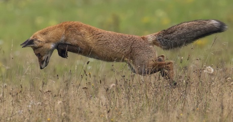 Vos is op jacht
