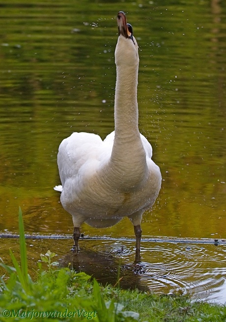 Shake it babe