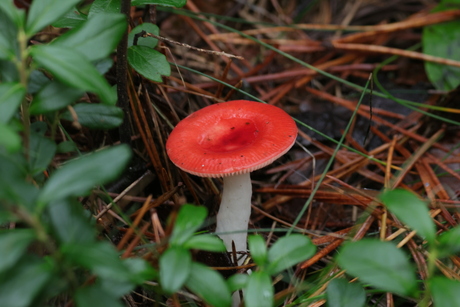 Grootsporige braakrussula