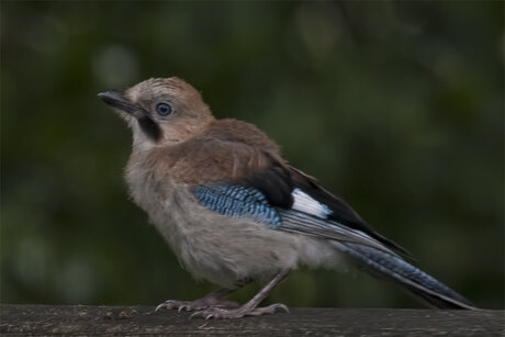 jonge Vlaamse Gaai in onze tuin