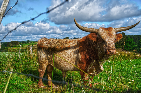 Stier