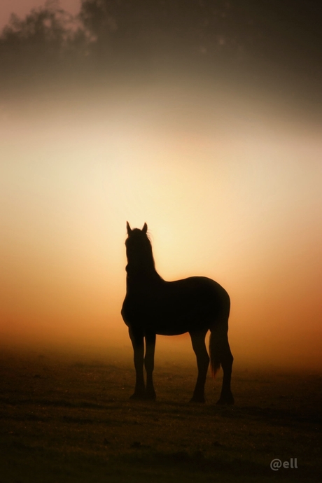Black Beauty ontwaakt