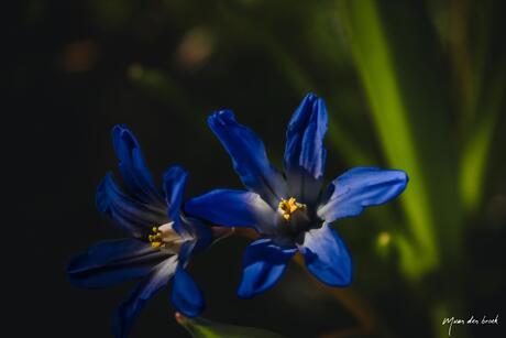 Vroege lente bloemen Sneeuwroem 