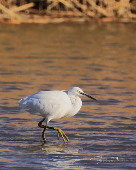 Kleine zilverreiger