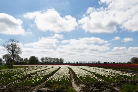 Bollenveld