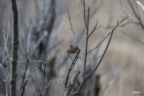 Winterkoninkje in spreidstand