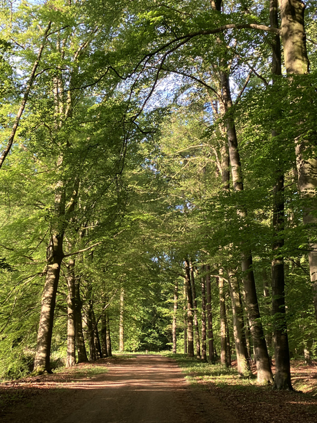 Ochtendwandeling 