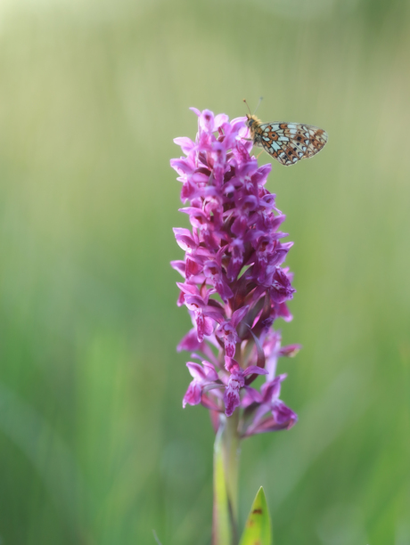 Zilveren maan op een orchis