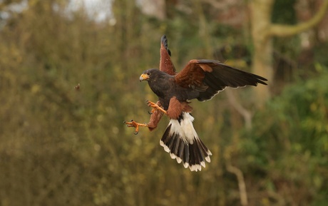 Landing woestijnbuizerd 