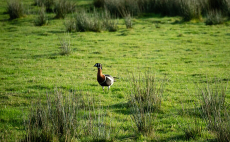 Roodhalsgans in het veld.