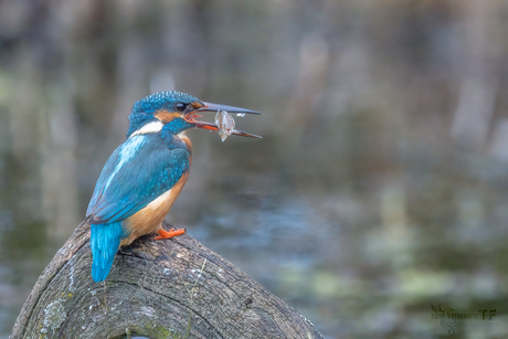 Kingfisher 