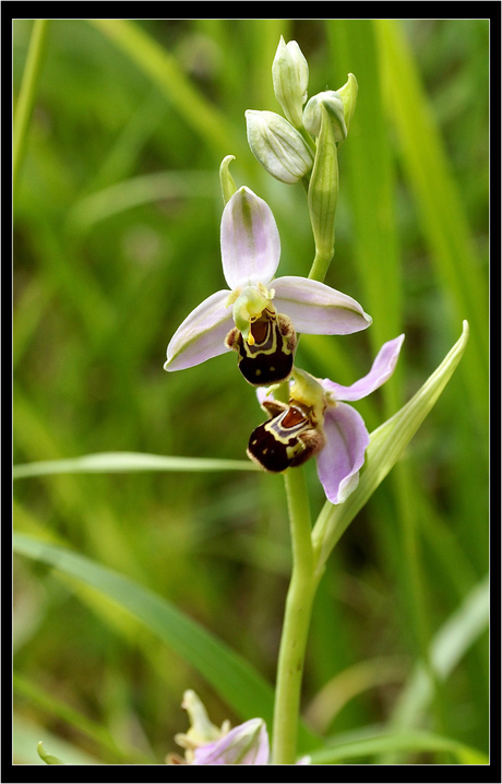 Bijenorchis