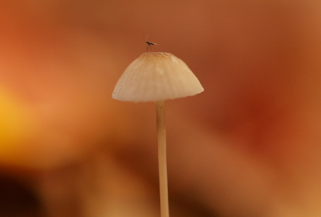 Op zoek naar paddenstoelen in het bos.
