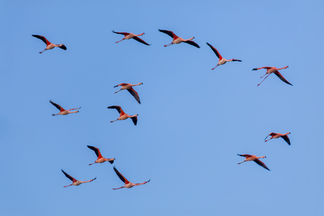 Dans van roze vleugels