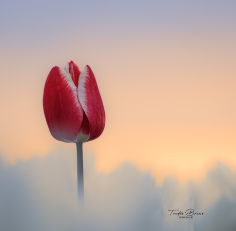Tulp in het licht 