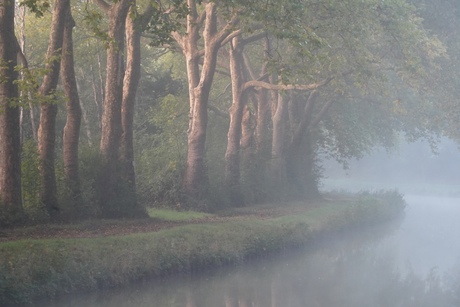 Bomen langs kanaal