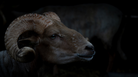 Ram