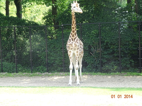 Giraffe