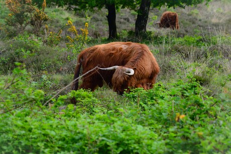 Schotse Hooglander